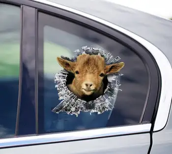 Pigmy Goat lango lipdukas, Pygmy Goat automobilio lipdukas, ožkos automobilio lipdukas